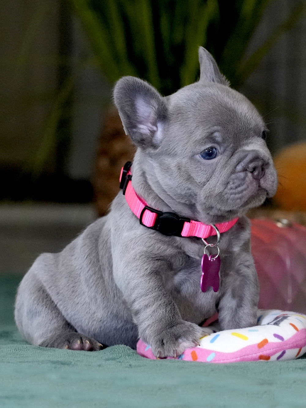 Featured puppy Female Lilac French Bulldog – Full AKC | Cumming, GA, female French Bulldog puppy profile image