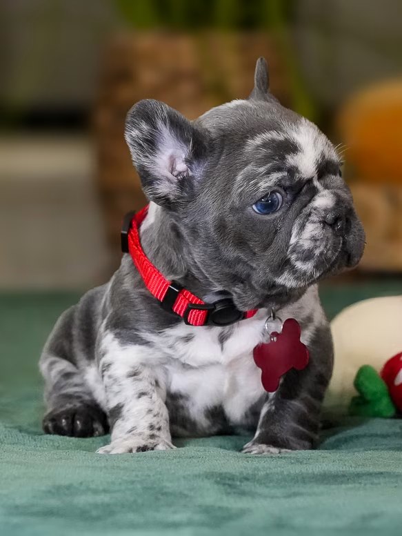 Male Merle French Bulldog Puppy, male French Bulldog puppy card image