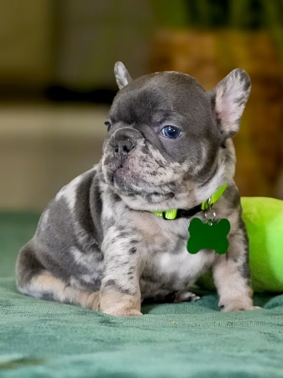 Male Merle French Bulldog Puppy, male French Bulldog related puppy image