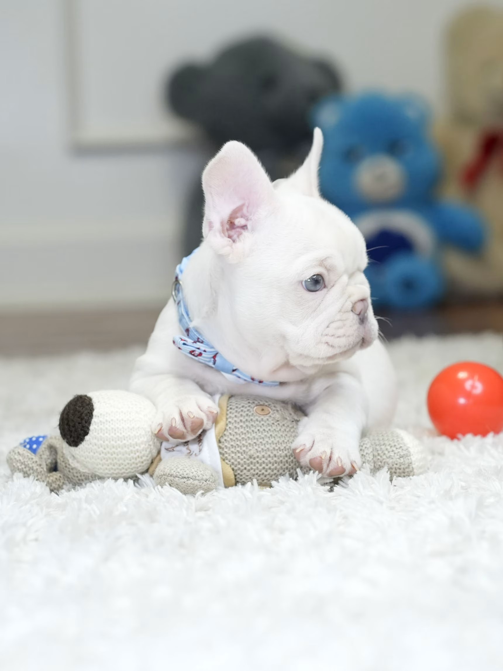 Male Platinum French Bulldog Puppy, male French Bulldog puppy detail image