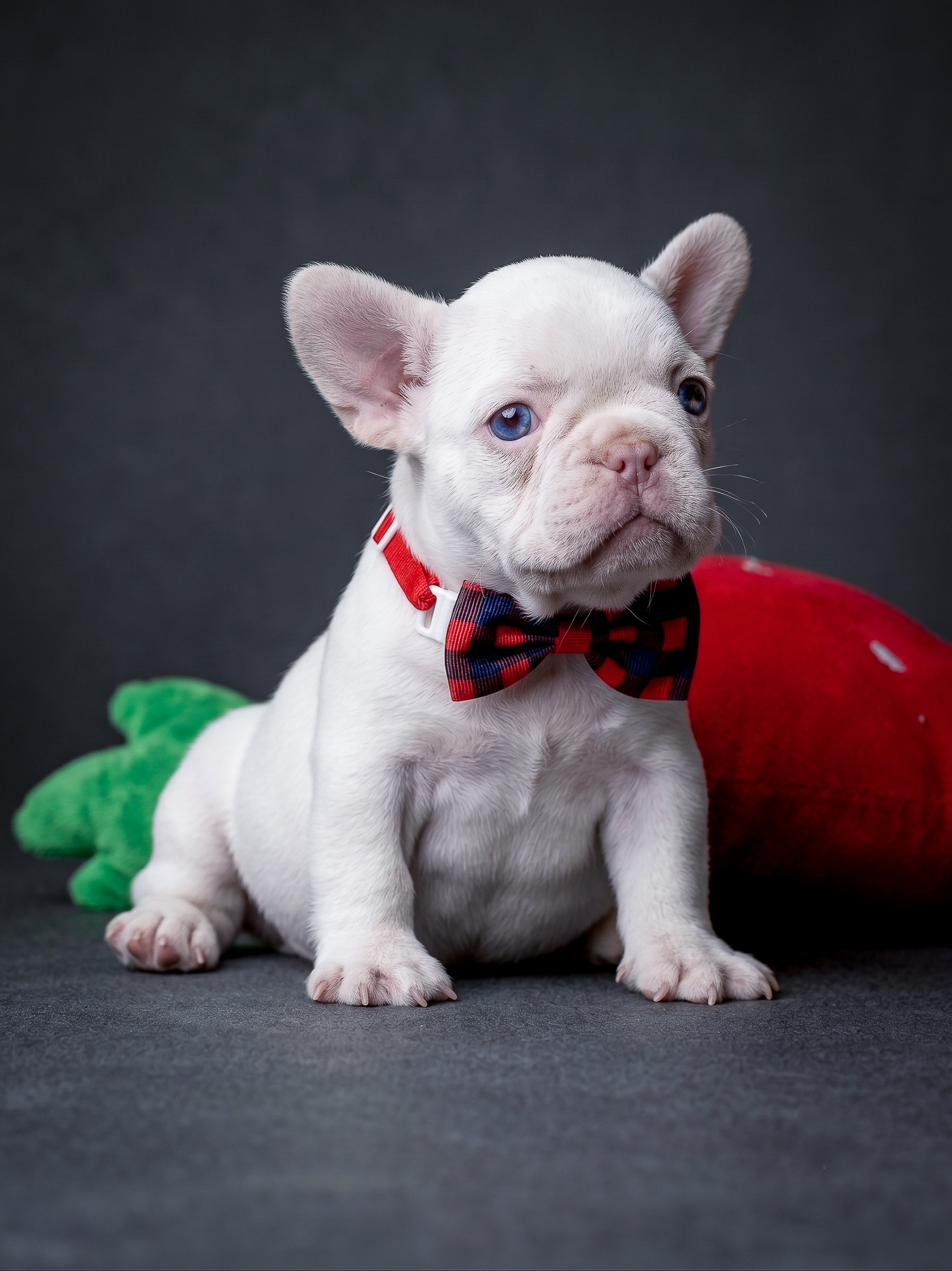 Female Platinum French Bulldog Puppy, female French Bulldog puppy detail image