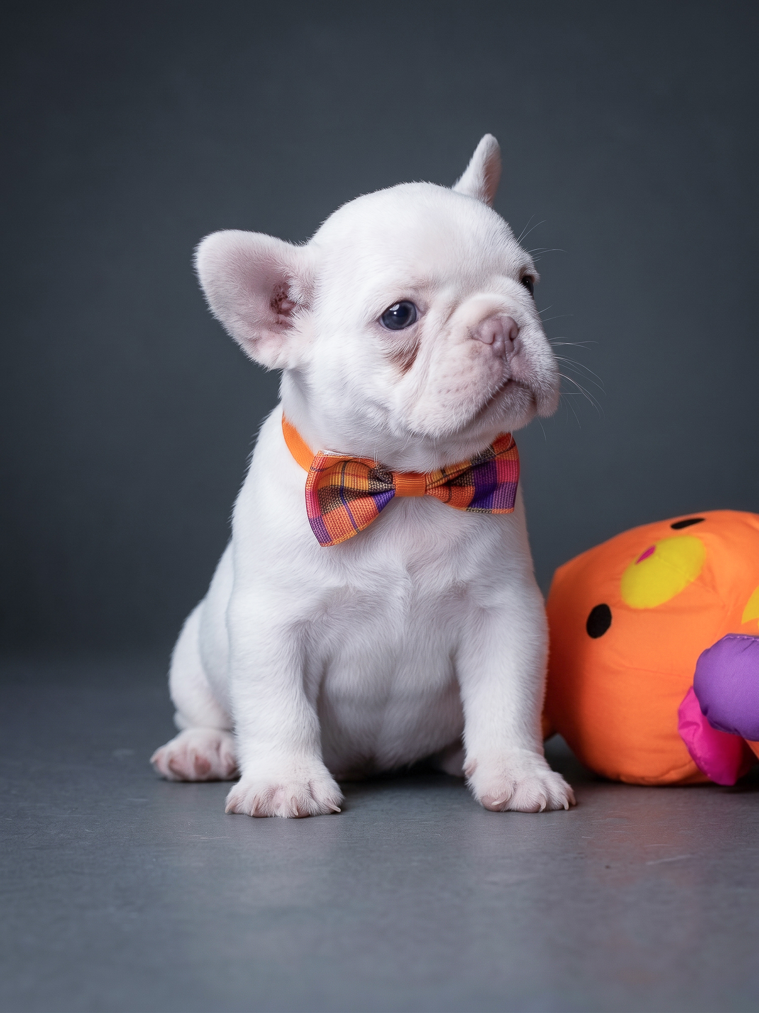 Stunning Platinum Female French Bulldog, female French Bulldog puppy detail image