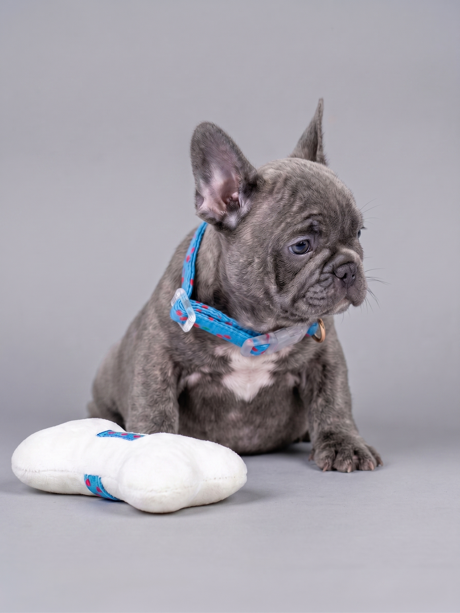 Male Blue Brindle French Bulldog Puppy, male French Bulldog puppy detail image