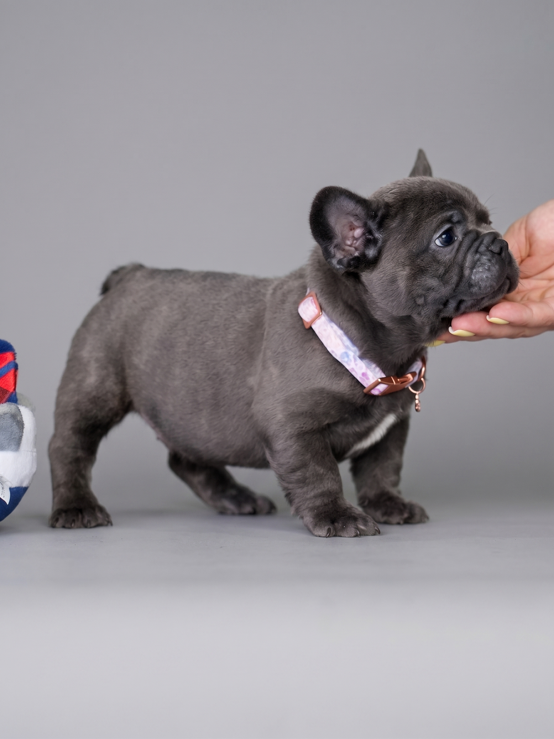 Blue Male French Bulldog – DOB 06.22.26, male French Bulldog puppy detail image
