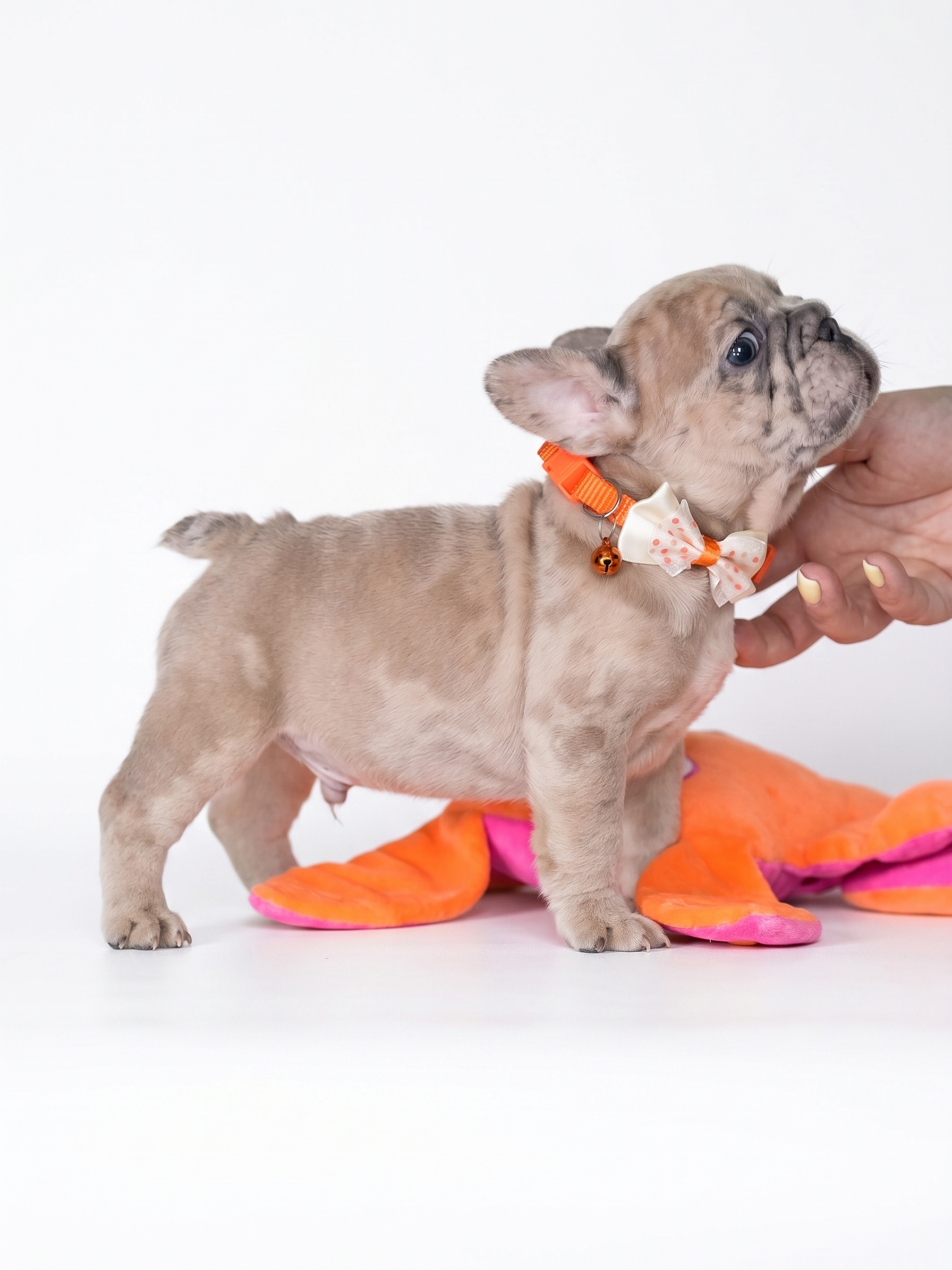 Male Fawn Merle French Bulldog Puppy, male French Bulldog puppy detail image