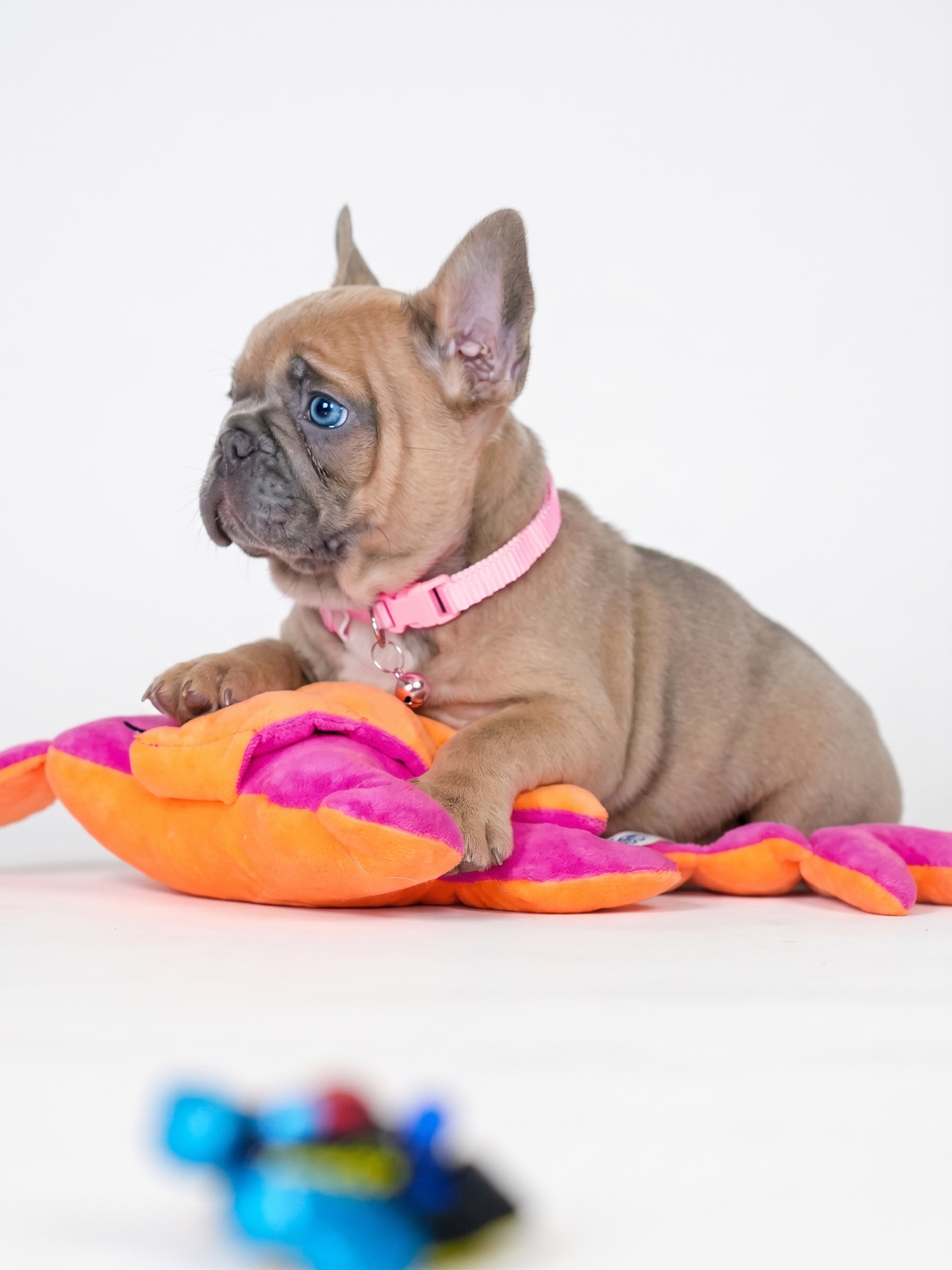 Female Fawn French Bulldog Puppy, female French Bulldog puppy detail image