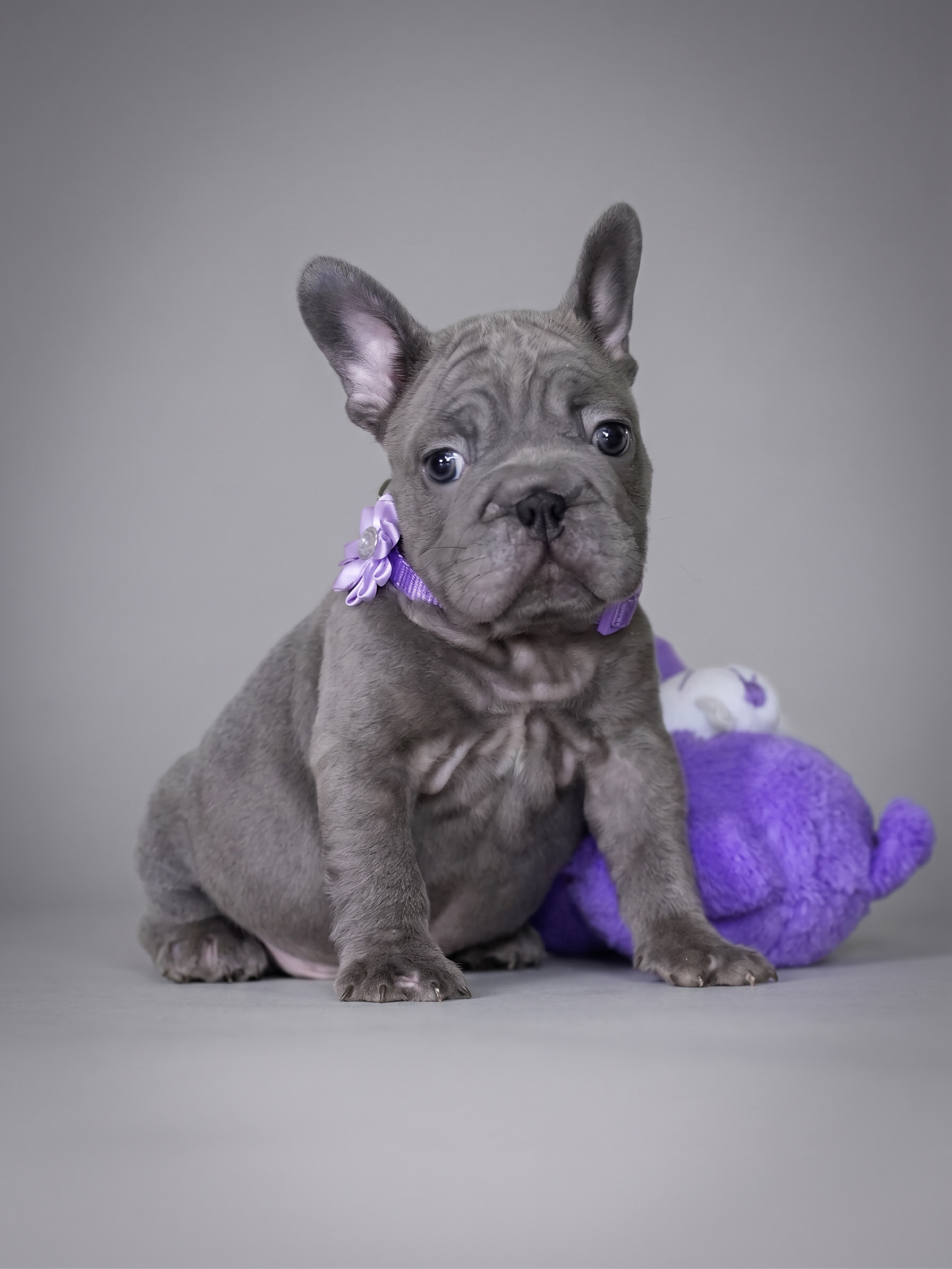 Male Blue French Bulldog Puppy, male French Bulldog puppy detail image