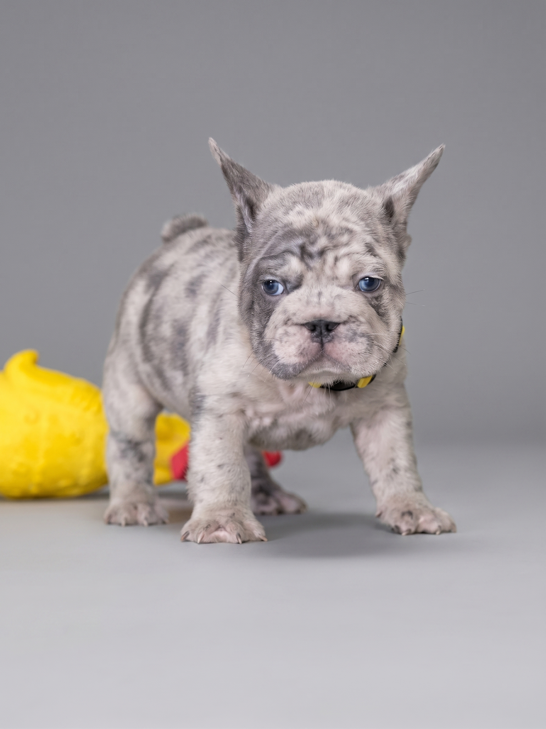 Male Blue Merle French Bulldog Puppy, male French Bulldog puppy detail image