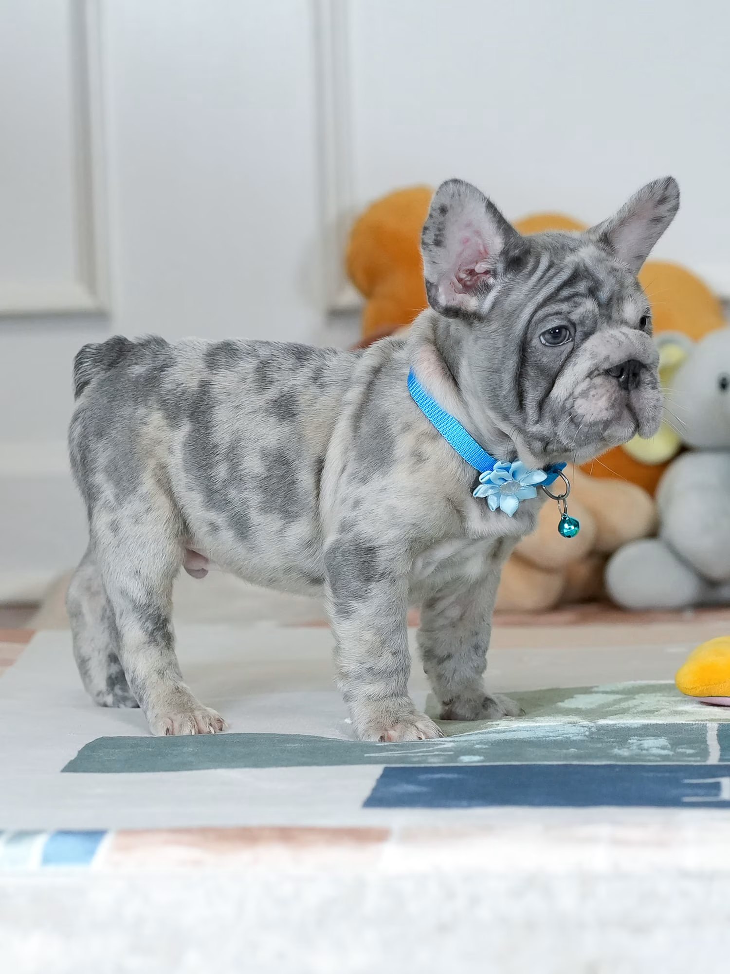 Male Blue Merle French Bulldog Puppy, male French Bulldog puppy listing card image