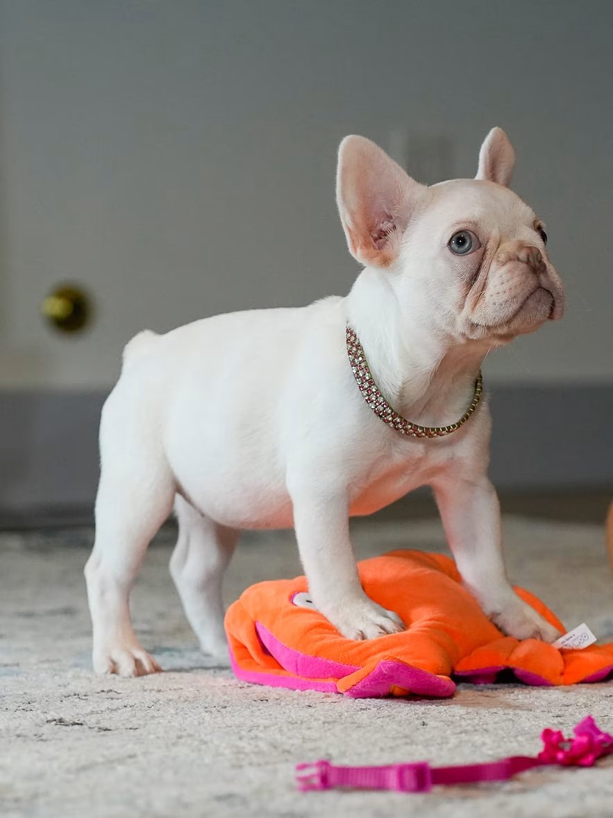 Female Platinum French Bulldog Puppy, female French Bulldog puppy listing card image