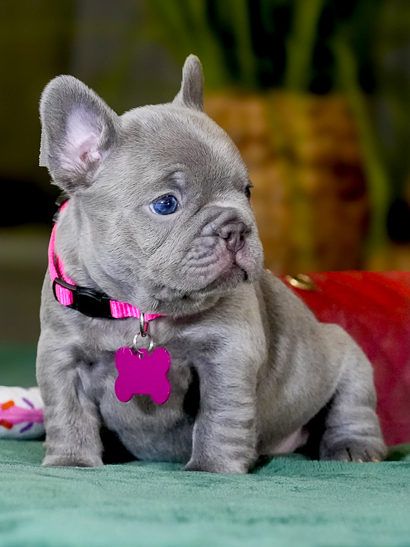 Female Lilac French Bulldog – Full AKC | Cumming, GA gallery image 1 showing the puppy detail listing