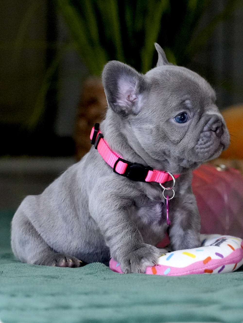 Female Lilac French Bulldog – Full AKC | Cumming, GA gallery image 2 showing the puppy detail listing