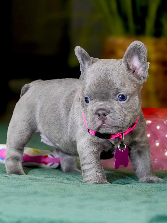 Female Lilac French Bulldog – Full AKC | Cumming, GA gallery image 3 showing the puppy detail listing