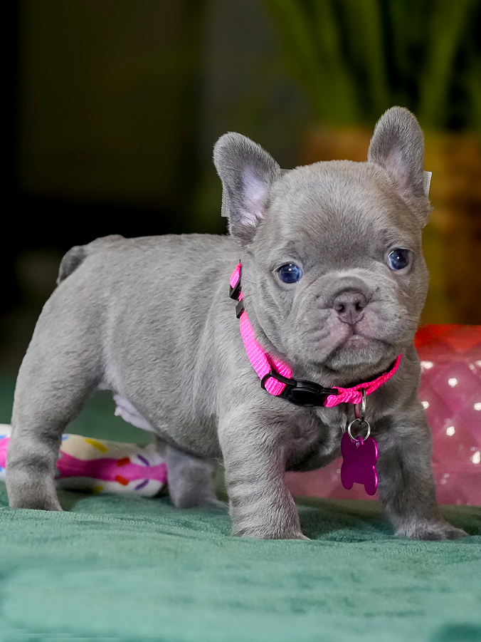 Female Lilac French Bulldog – Full AKC | Cumming, GA gallery image 4 showing the puppy detail listing
