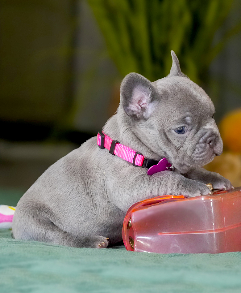 Female Lilac French Bulldog – Full AKC | Cumming, GA gallery image 5 showing the puppy detail listing