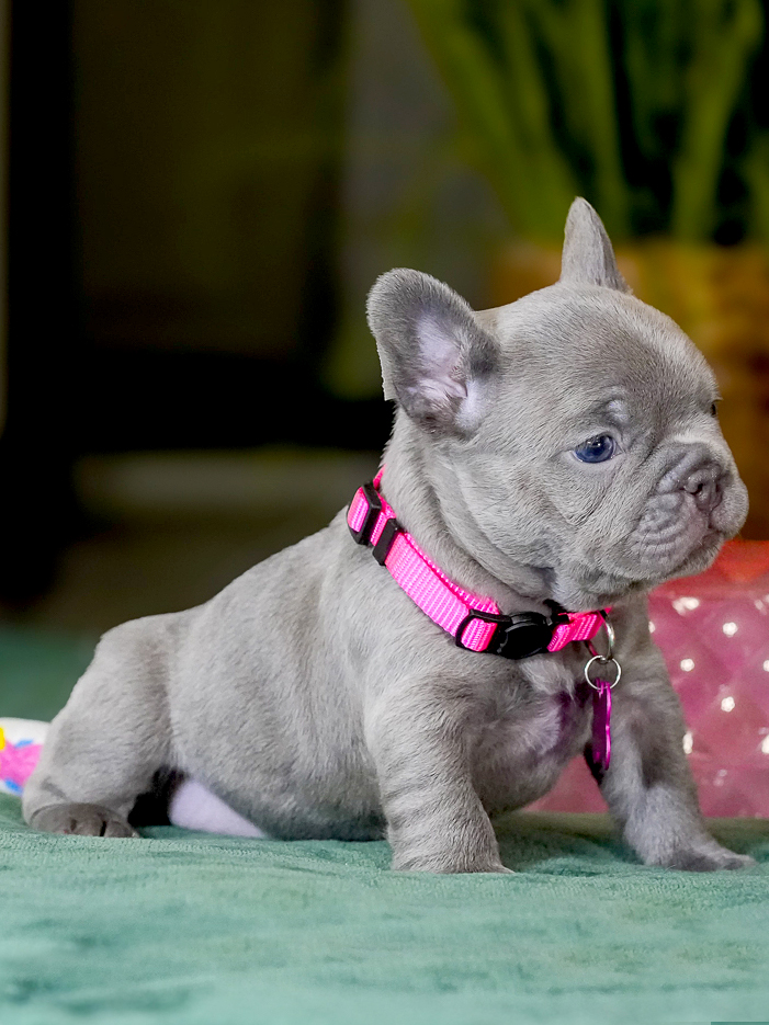 Female Lilac French Bulldog – Full AKC | Cumming, GA gallery image 6 showing the puppy detail listing
