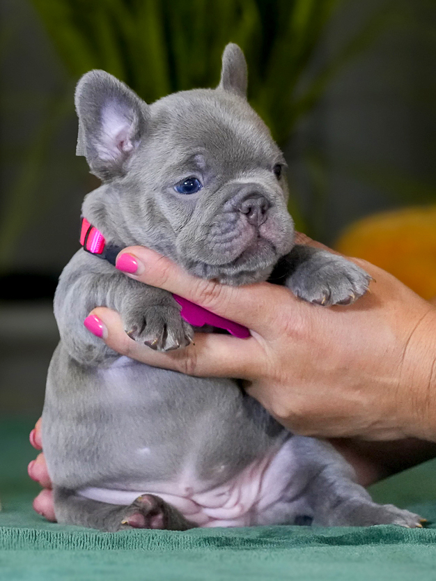 Female Lilac French Bulldog – Full AKC | Cumming, GA gallery image 7 showing the puppy detail listing