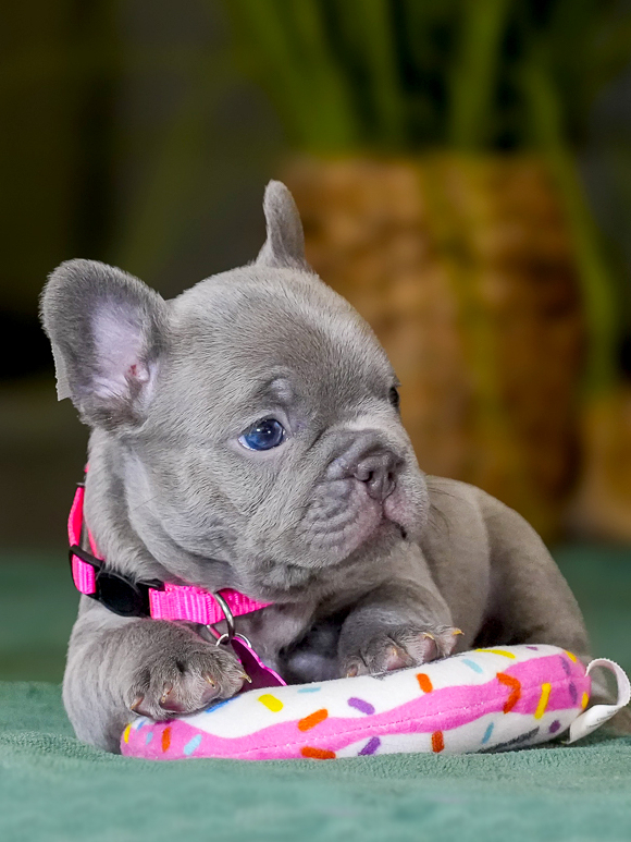 Female Lilac French Bulldog – Full AKC | Cumming, GA gallery image 8 showing the puppy detail listing