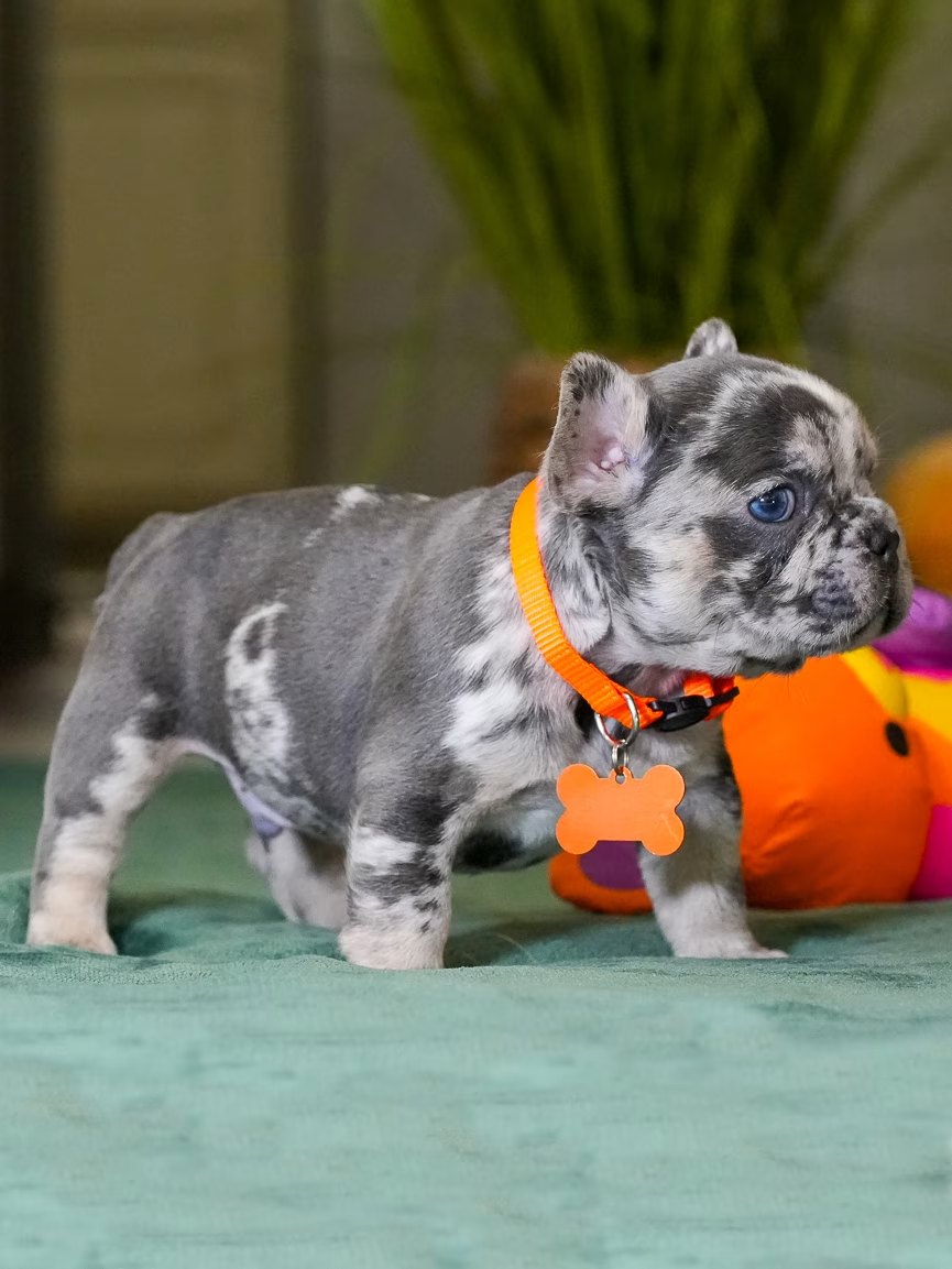 Male Merle French Bulldog Puppy gallery image 1 showing the puppy detail listing