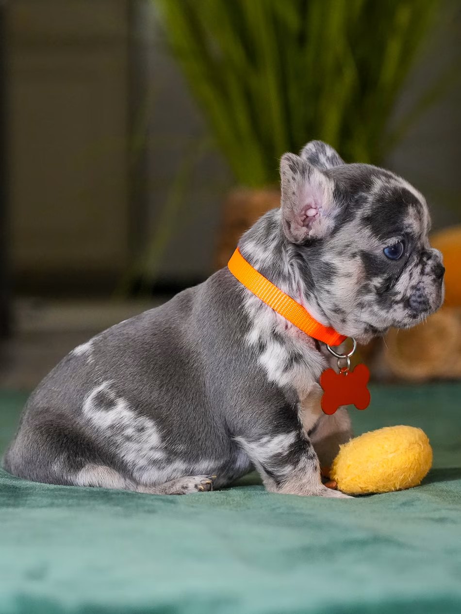 Male Merle French Bulldog Puppy gallery image 2 showing the puppy detail listing