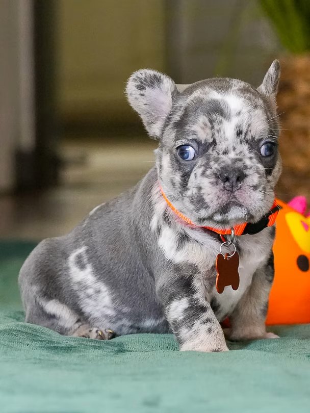 Male Merle French Bulldog Puppy gallery image 3 showing the puppy detail listing