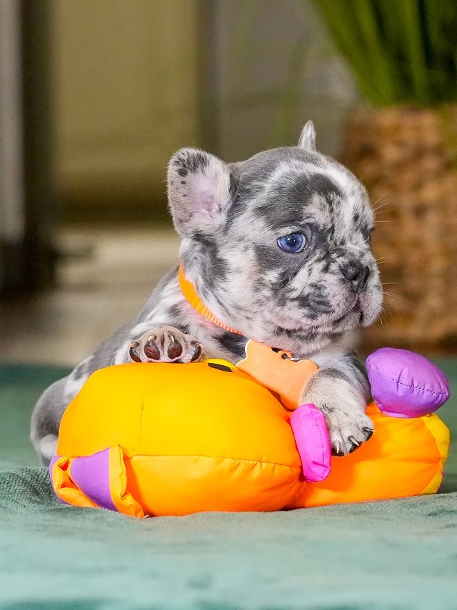 Male Merle French Bulldog Puppy gallery image 4 showing the puppy detail listing