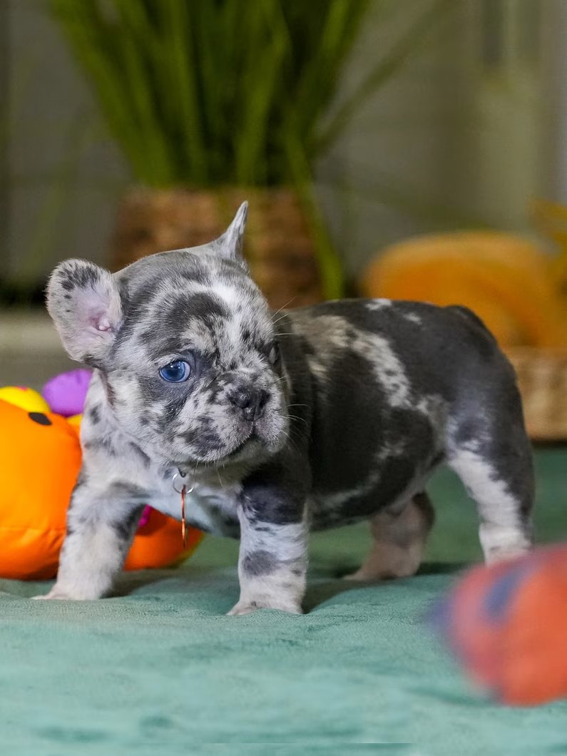 Male Merle French Bulldog Puppy gallery image 5 showing the puppy detail listing