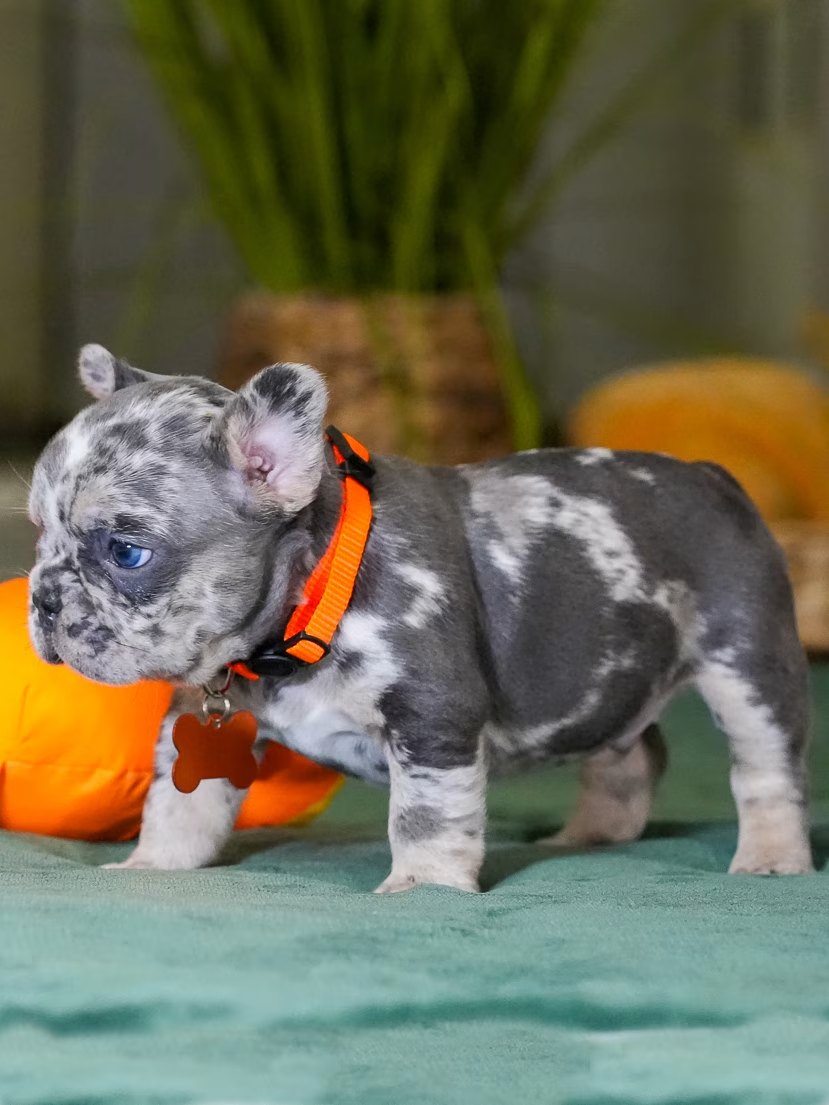 Male Merle French Bulldog Puppy gallery image 6 showing the puppy detail listing