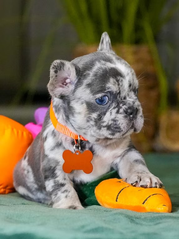 Male Merle French Bulldog Puppy gallery image 7 showing the puppy detail listing