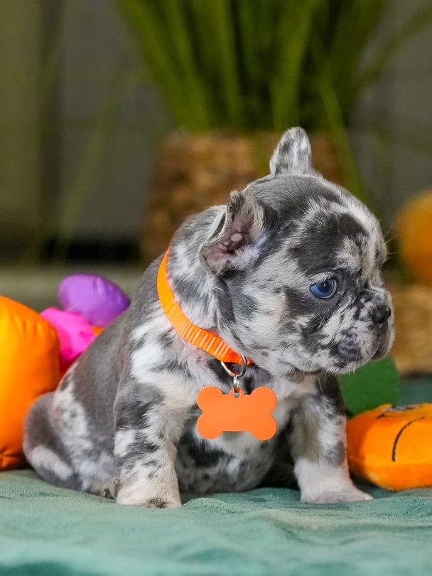 Male Merle French Bulldog Puppy gallery image 8 showing the puppy detail listing