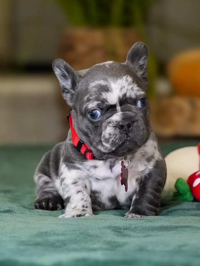 Male Merle French Bulldog Puppy gallery image 1 showing the puppy detail listing