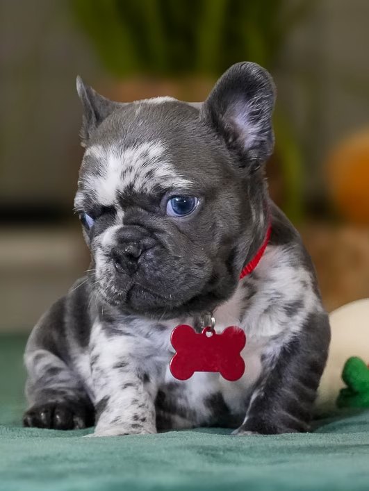 Male Merle French Bulldog Puppy gallery image 2 showing the puppy detail listing