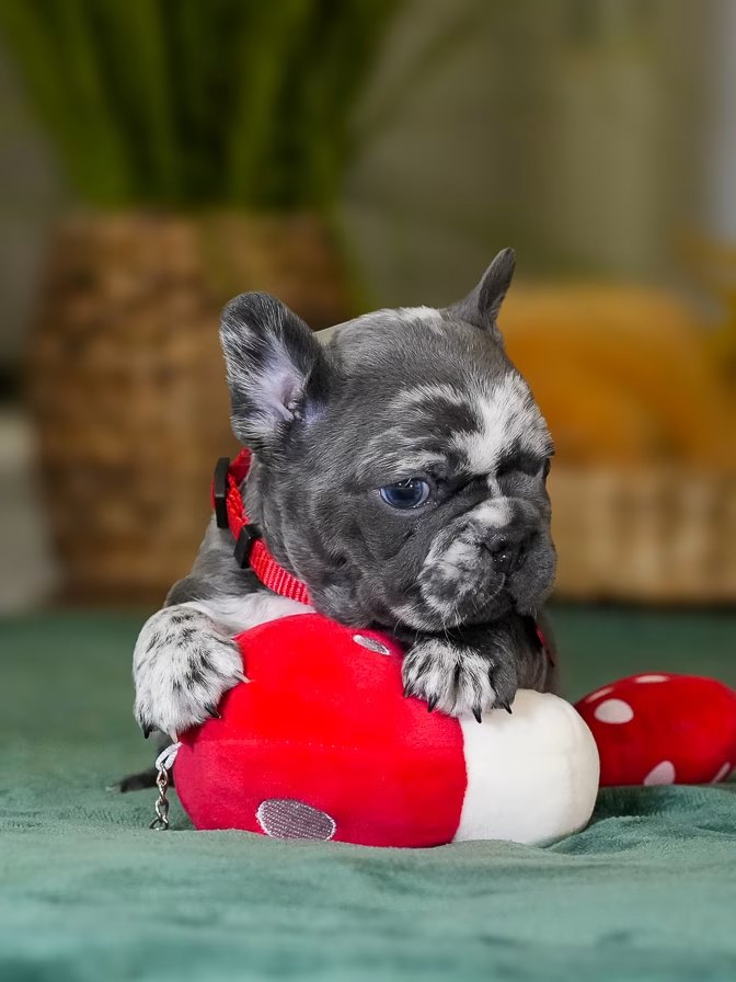 Male Merle French Bulldog Puppy gallery image 3 showing the puppy detail listing
