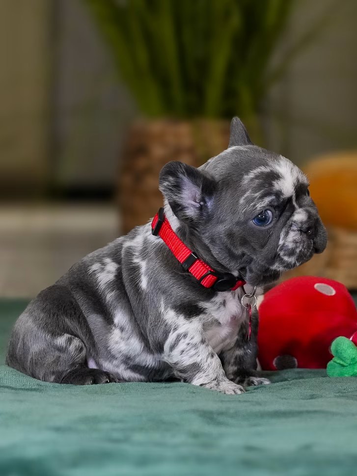 Male Merle French Bulldog Puppy gallery image 4 showing the puppy detail listing