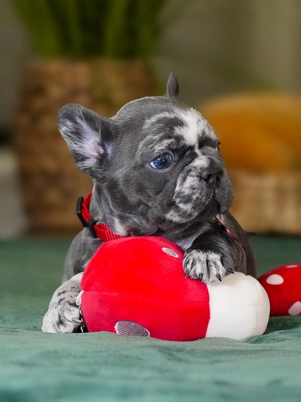 Male Merle French Bulldog Puppy gallery image 5 showing the puppy detail listing