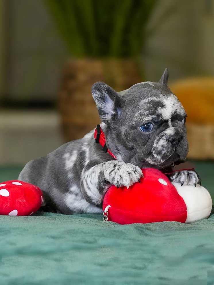 Male Merle French Bulldog Puppy gallery image 6 showing the puppy detail listing