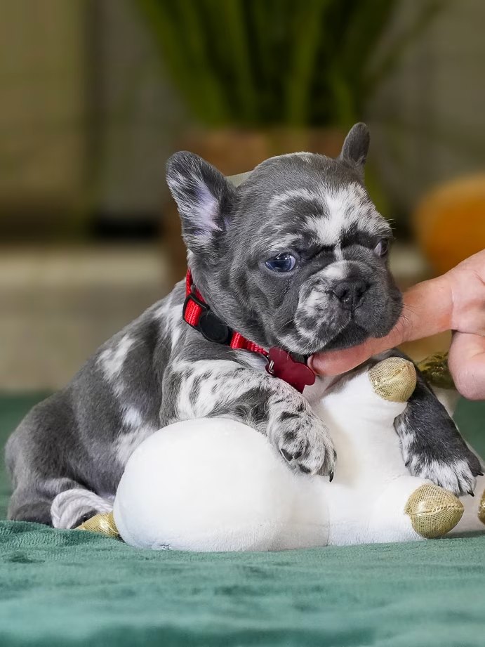 Male Merle French Bulldog Puppy gallery image 7 showing the puppy detail listing