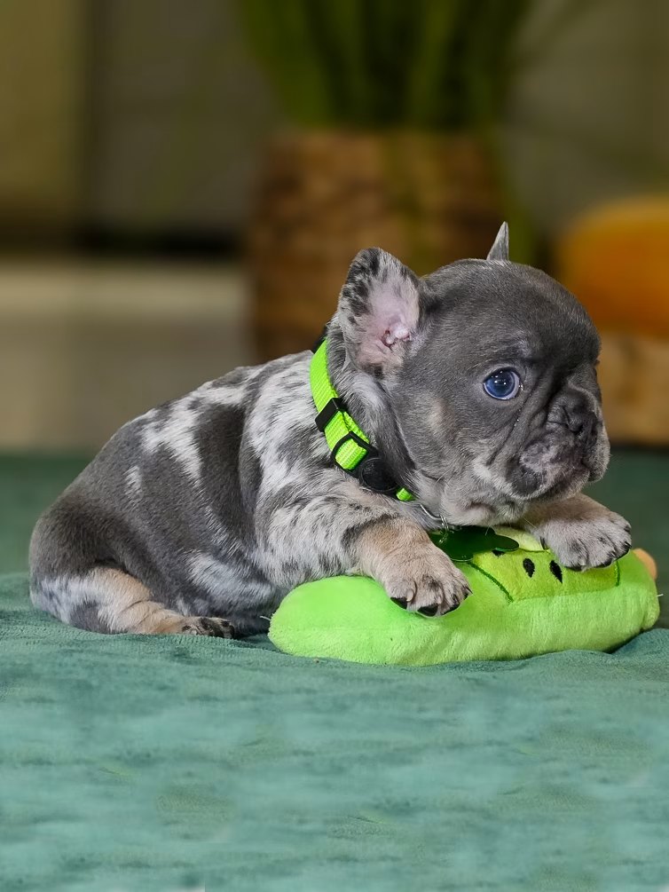 Male Merle French Bulldog Puppy gallery image 1 showing the puppy detail listing