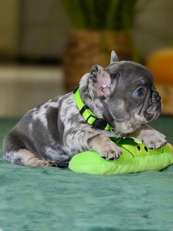 Male Merle French Bulldog Puppy gallery image 2 showing the puppy detail listing