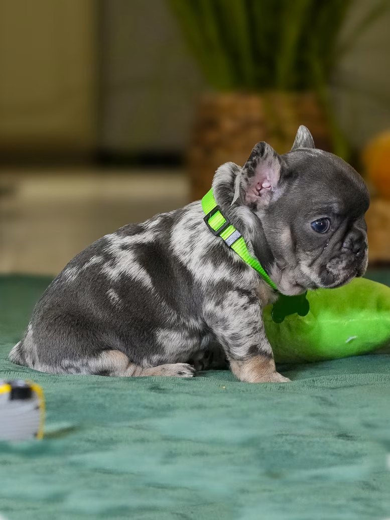 Male Merle French Bulldog Puppy gallery image 3 showing the puppy detail listing
