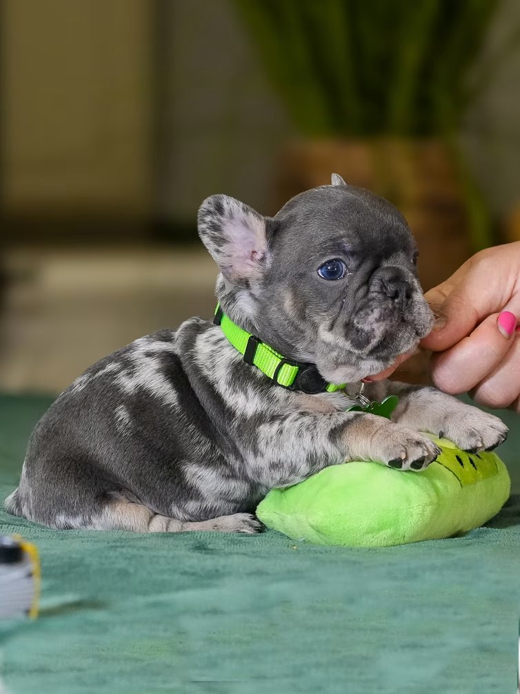 Male Merle French Bulldog Puppy gallery image 4 showing the puppy detail listing