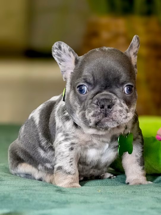 Male Merle French Bulldog Puppy gallery image 5 showing the puppy detail listing