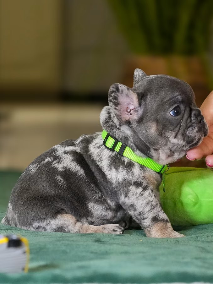 Male Merle French Bulldog Puppy gallery image 6 showing the puppy detail listing