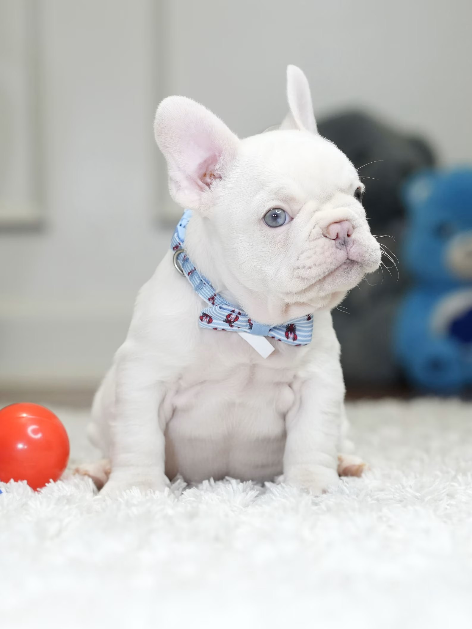 Male Platinum French Bulldog Puppy gallery image 1 showing the puppy detail listing
