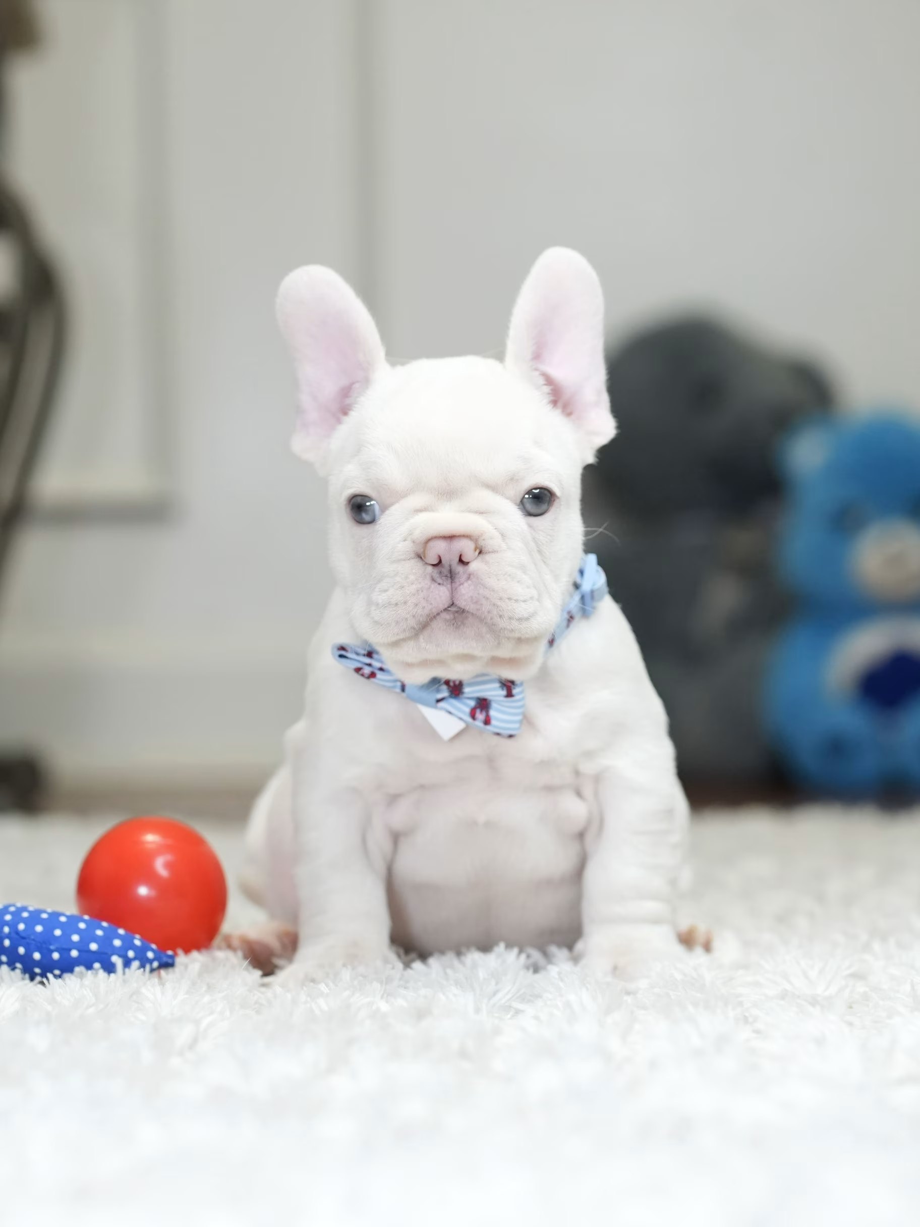 Male Platinum French Bulldog Puppy gallery image 2 showing the puppy detail listing