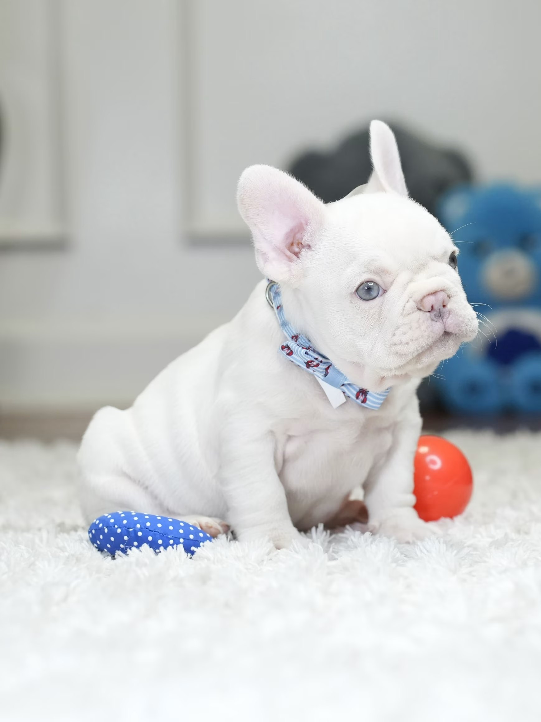 Male Platinum French Bulldog Puppy gallery image 3 showing the puppy detail listing