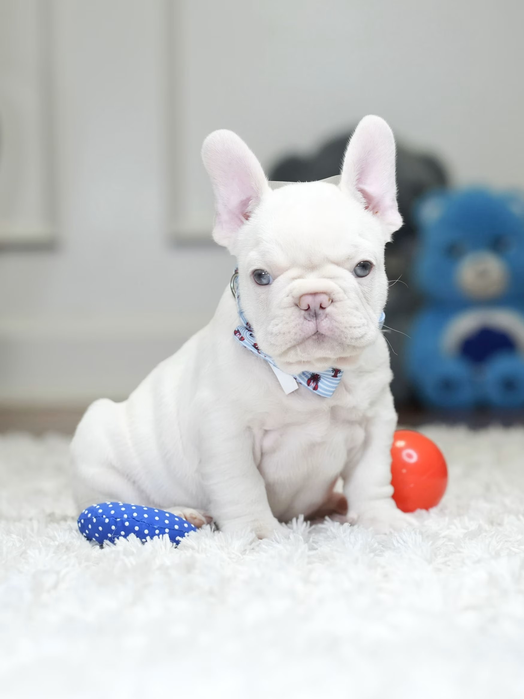 Male Platinum French Bulldog Puppy gallery image 4 showing the puppy detail listing