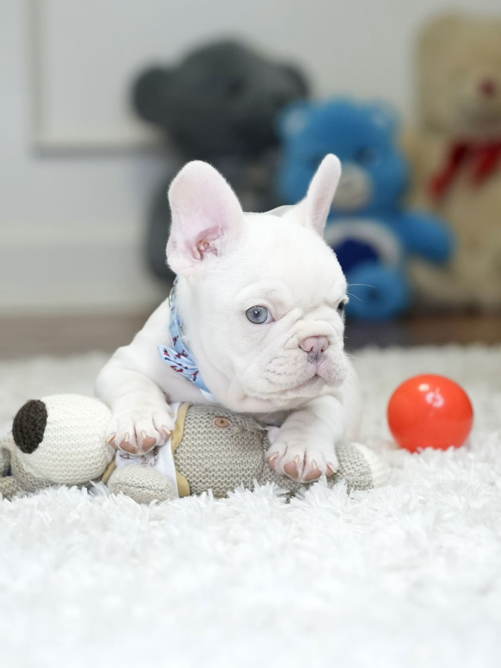 Male Platinum French Bulldog Puppy gallery image 5 showing the puppy detail listing