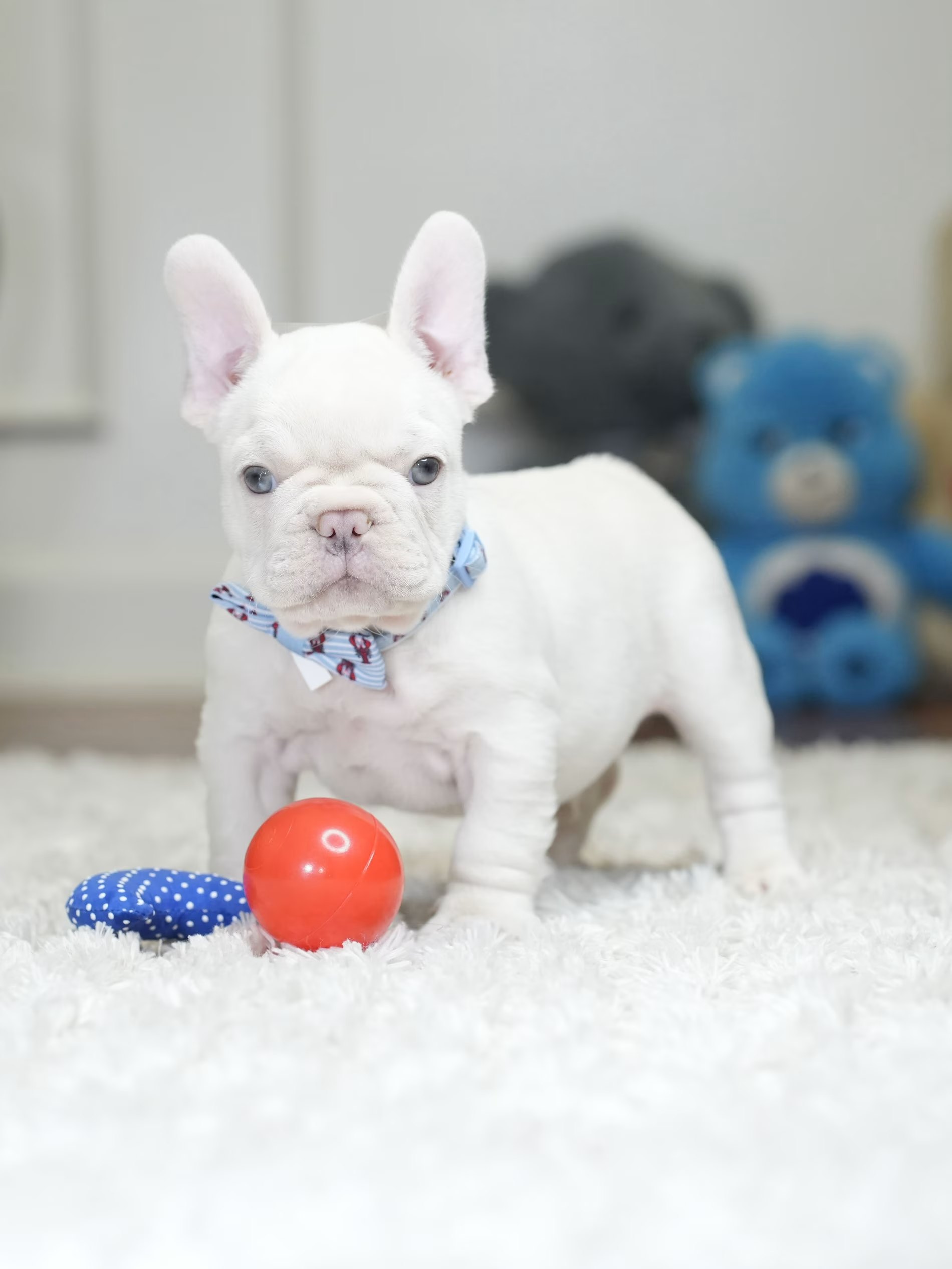Male Platinum French Bulldog Puppy gallery image 7 showing the puppy detail listing