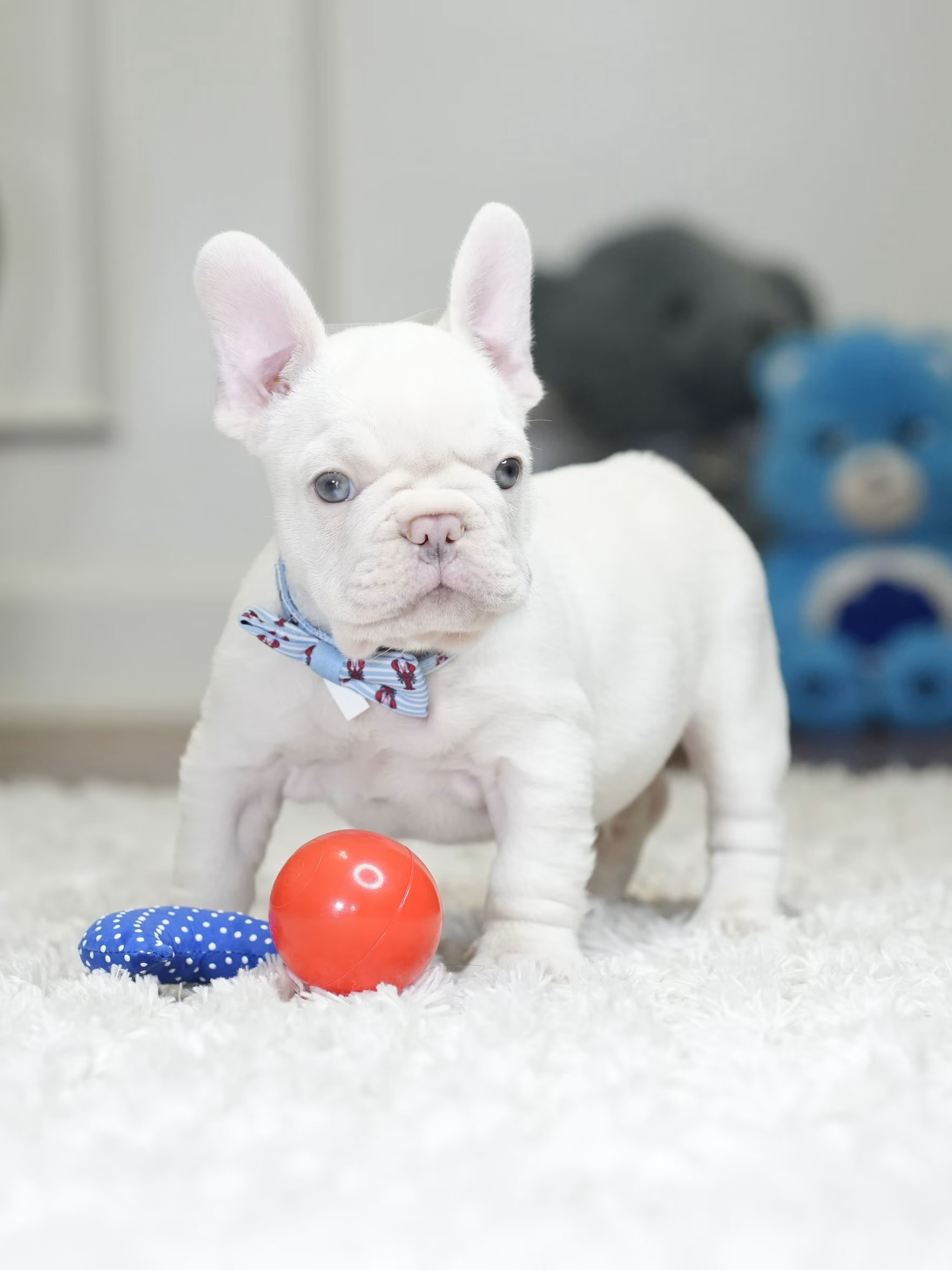 Male Platinum French Bulldog Puppy gallery image 8 showing the puppy detail listing